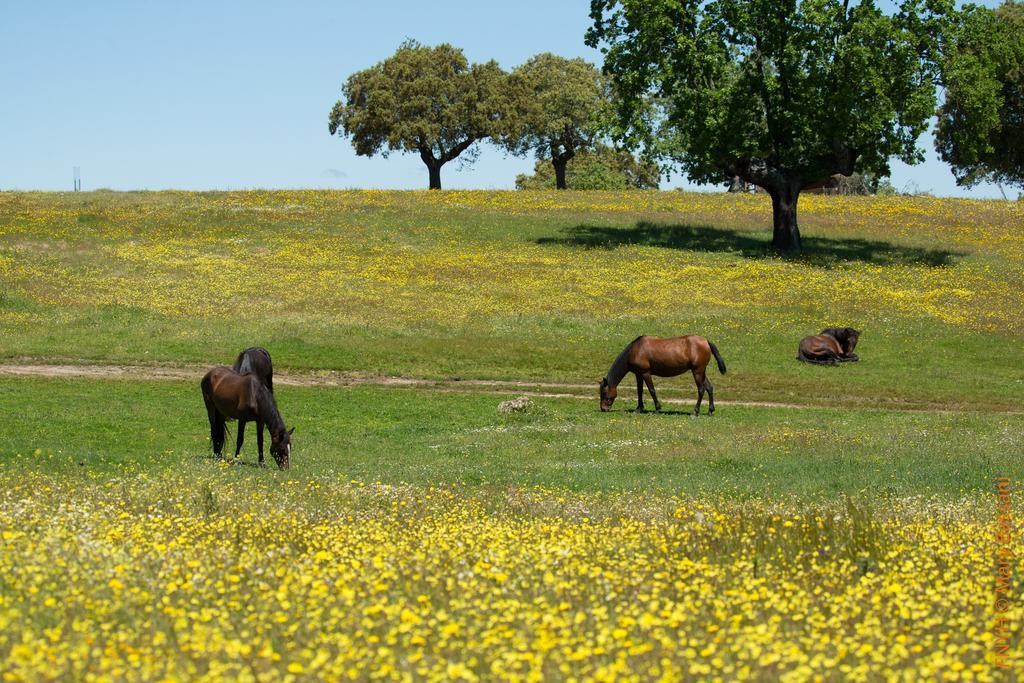 Eco-Lodge En La Reserva Privada Campanarios De Azaba - Proyecto De Conservacion Espeja Екстериор снимка